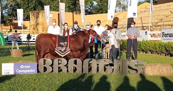 La Nación / Brangus estima generar G. 3.000 millones en su Nacional de Invierno