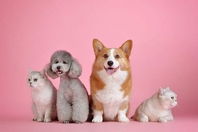Mascotas: higiene de perros y gatos en el hogar - Mascotas - ABC Color