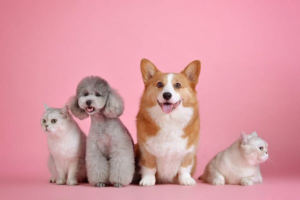 Mascotas: higiene de perros y gatos en el hogar - Mascotas - ABC Color