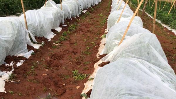 Productores están en alerta ante anuncio de heladas