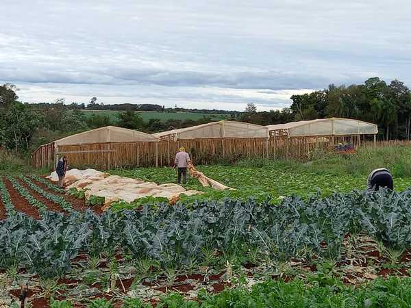 Productores vaticinan que heladas serían catastróficas para el campo - La Clave