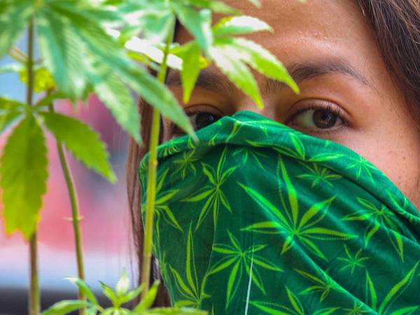 ¡Histórico! Mexicanos podrán consumir marihuana de forma recreativa si piden un permiso