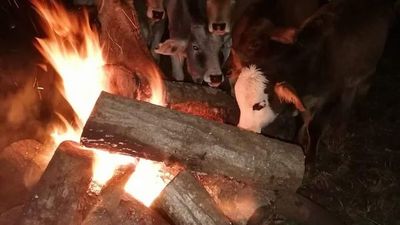 Frío intenso: Con fuego cuidan las plantaciones y vaquitas