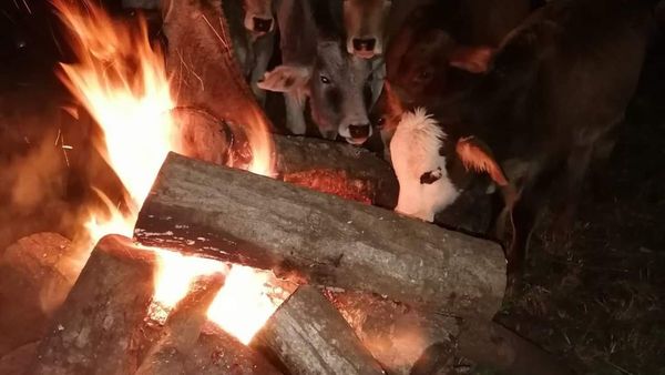 Frío intenso: Con fuego cuidan las plantaciones y vaquitas