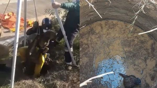 Bomberos logran rescatar a un perro del interior de un pozo
