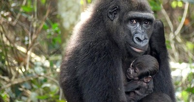 La Nación / Nace en medio natural un bebé gorila de dos padres reintroducidos en Gabón