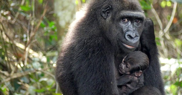 La Nación / Nace en medio natural un bebé gorila de dos padres reintroducidos en Gabón