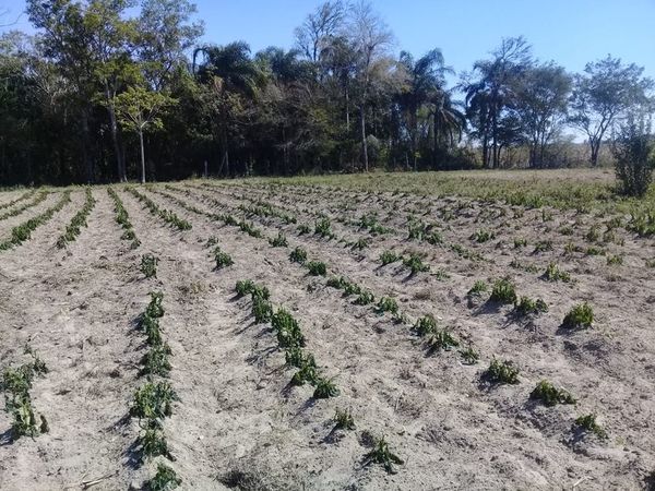 Temperaturas bajas afectan a cultivos: aprenda a protegerlos - Nacionales - ABC Color