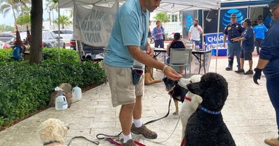 La Nación / Tragedia en Miami: perros de terapia brindan calma en medio del trauma del derrumbe