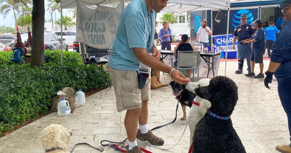La Nación / Tragedia en Miami: perros de terapia brindan calma en medio del trauma del derrumbe