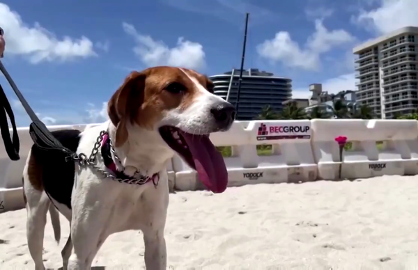 Perros de apoyo emocional consuelan a familiares de desaparecidos en Miami