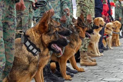 Ecuador: entrenan a perros para detectar el covid-19 - Mundo - ABC Color