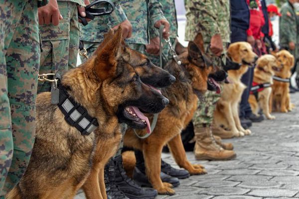 Ecuador: entrenan a perros para detectar el covid-19 - Mundo - ABC Color