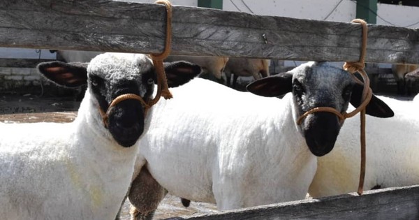 La Nación / Qatar podría convertirse en un nuevo nicho de mercado para la carne de cordero paraguayo