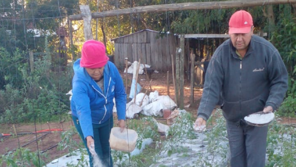Productor combate heladas con cenizas para sus cultivos