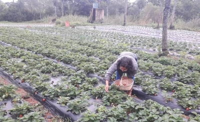 Diario HOY | Alfredo Cohene, productor frutihortícola, sobre las consecuencias de las heladas en las producciones