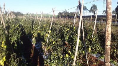 Helada destruyó plantas de tomate y dañó calidad del maíz