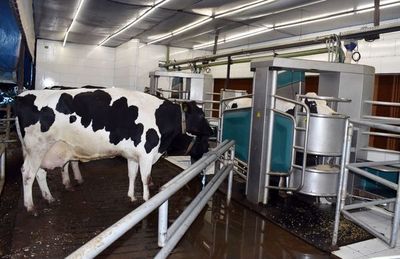 Tambo más moderno del país enfocado en confort de vacas - Nacionales - ABC Color