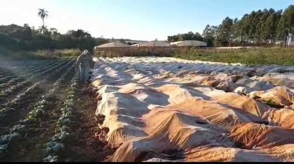 Primeras heladas provocan cuantiosas pérdidas a hortigranjeros de Alto Paraná - La Clave