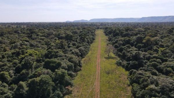 Antinarcóticos allanó establecimiento rural y destruyó pista clandestina de aterrizaje