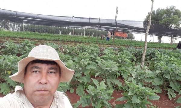 Bajas temperaturas destruye plantación de productores en Alto Paraná