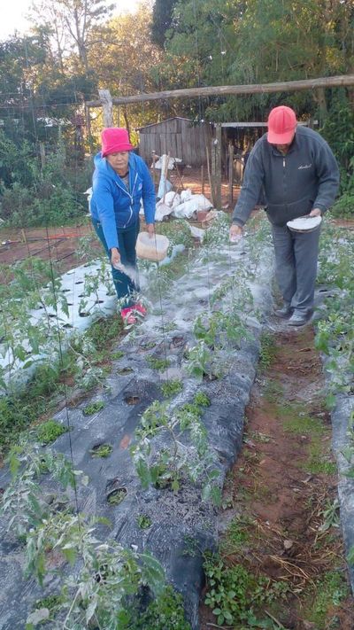 Con ceniza y agua protegió sus productos de heladas - Nacionales - ABC Color