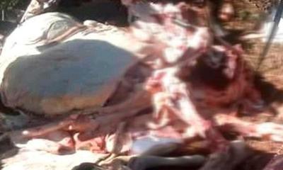 Nuevo hecho de abigeato en Coronel Oviedo – Prensa 5
