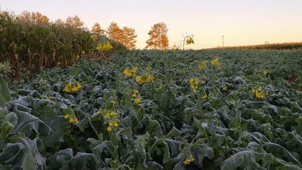 Alto Paraná: Estiman pérdidas del 30% en cultivos de maíz y girasol