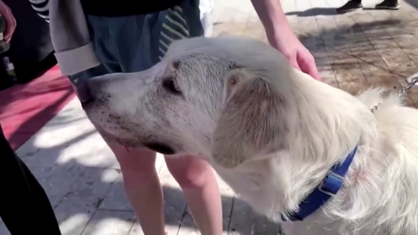 ¡Siempre amigos! Perros de terapia brindan calma en medio de tragedia del edificio en Miami