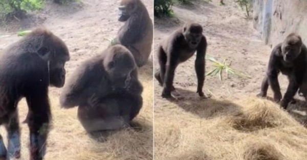 La hilarante reacción de unos gorilas al descubrir una serpiente en su territorio que causa locura en TikTok - SNT