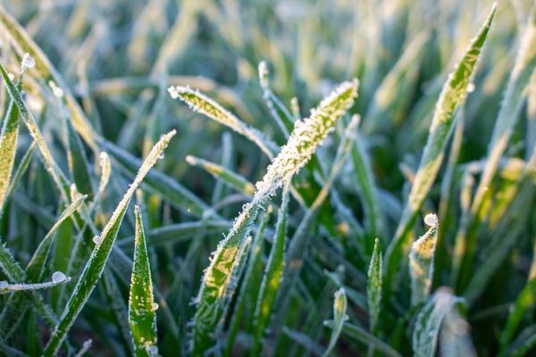 Olas de frío amenazan a la producción de trigo y maíz - MarketData