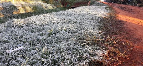 Frío polar y heladas azotan los campos en Misiones - Nacionales - ABC Color