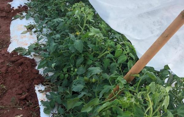 Helada golpea a agricultores de Coronel Oviedo