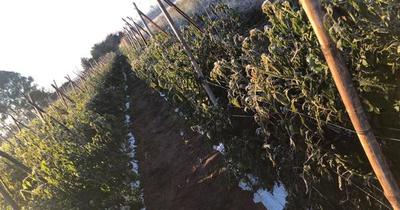 Agricultores de Coronel Oviedo ya sienten efectos de heladas