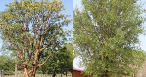 La Nación / Estudio revela datos de monitoreo permanente de bosques del Paraguay