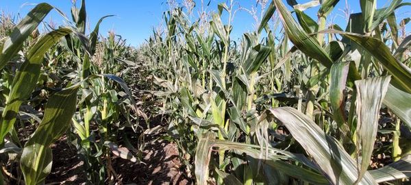Heladas afectaron a cultivos de maíz en Itapúa  - Nacionales - ABC Color
