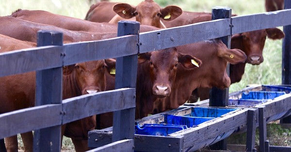 La Nación / Carne paraguaya abarca el 50% de las importaciones del mercado chileno