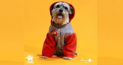 Llega la colección de invierno que abriga a los refugios de perros