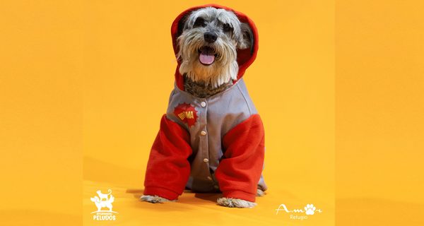 Llega la colección de invierno que abriga a los refugios de perros