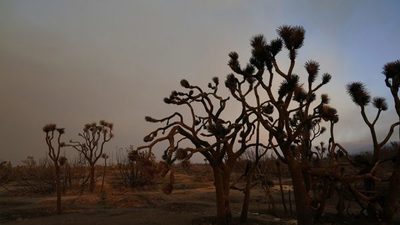 Multan con USD 18.000 a pareja que derribó decenas de árboles de una especie en peligro | Ñanduti