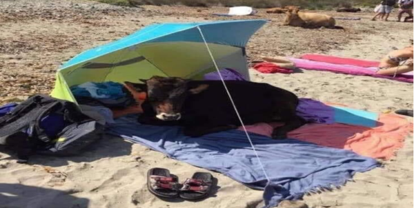 Imagináte darte un baño en la playa y al regresar encontrarte a este extraño turista