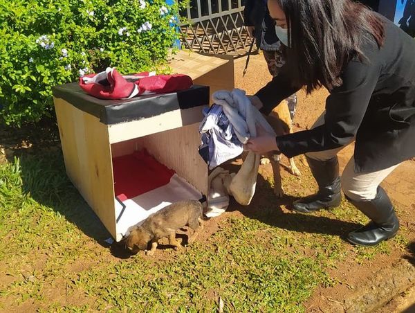 Propaganda electoral convertida en casitas para perros y gatos - ABC en el Este - ABC Color