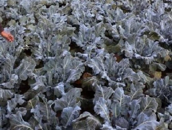 Producción agrícola volvió a sentir los efectos de la helada · Radio Monumental 1080 AM