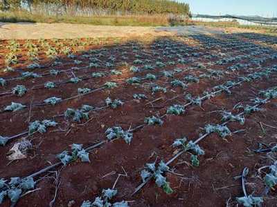 En Alto Paraná, frutihortícolas y maíz zafriña fueron afectados por heladas - La Clave