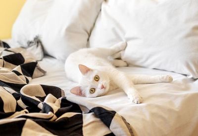 Los gatos pueden contraer la covid-19 por dormir en la cama de su dueño - Mascotas - ABC Color