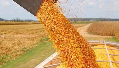 USDA ajustó a la baja las existencias finales de maíz en EE.UU.
