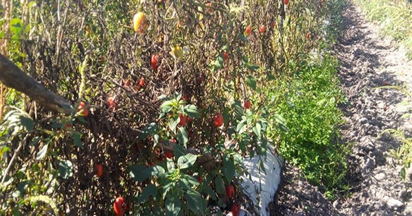 La Nación / Productores agrícolas perdieron cultivos debido a heladas e incumplimiento del Gobierno