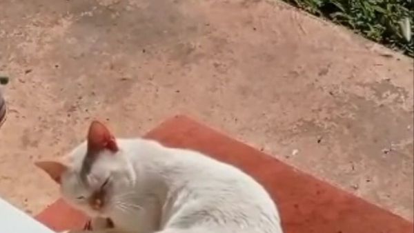 Tuerto, el gato ajeno que  lleva extraños regalos a una familia