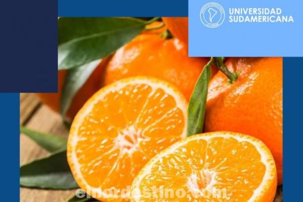 La naranja es uno de los cítricos apreciados por sus cualidades beneficiosas para la salud, destaca Universidad Sudamericana