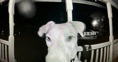 Sus humanos no saben cómo aprendió a usarlo: Perro estaba perdido y llegó tocando el timbre de su hogar al regresar - C9N